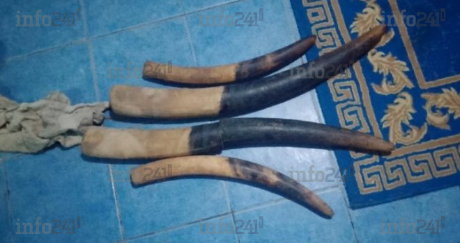 Braconnage&nbsp;: trois trafiquants interpellés à Kango avec des pointes d’ivoire et des armes de chasse