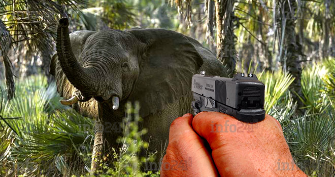 Ogooué-Ivindo&nbsp;: Une battue autorisée après deux meurtres effroyables commis par des éléphants
