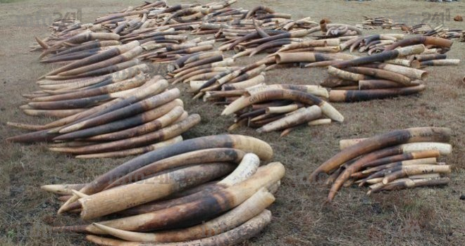 Conservation Justice&nbsp;: 13 ans de lutte contre le trafic de faune et l’exploitation forestière illégale au Gabon