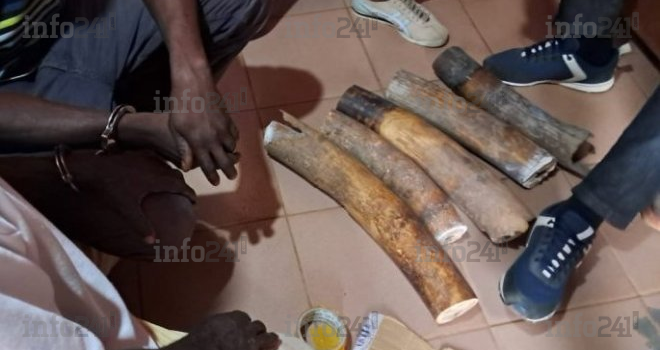 Makokou&nbsp;: trois présumés trafiquants d’ivoire dans les mailles de la justice gabonaise