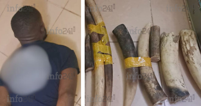 Libreville&nbsp;: Un chauffeur de poids lourd reconverti dans le trafic d’ivoire, arrêté avec plusieurs pointes